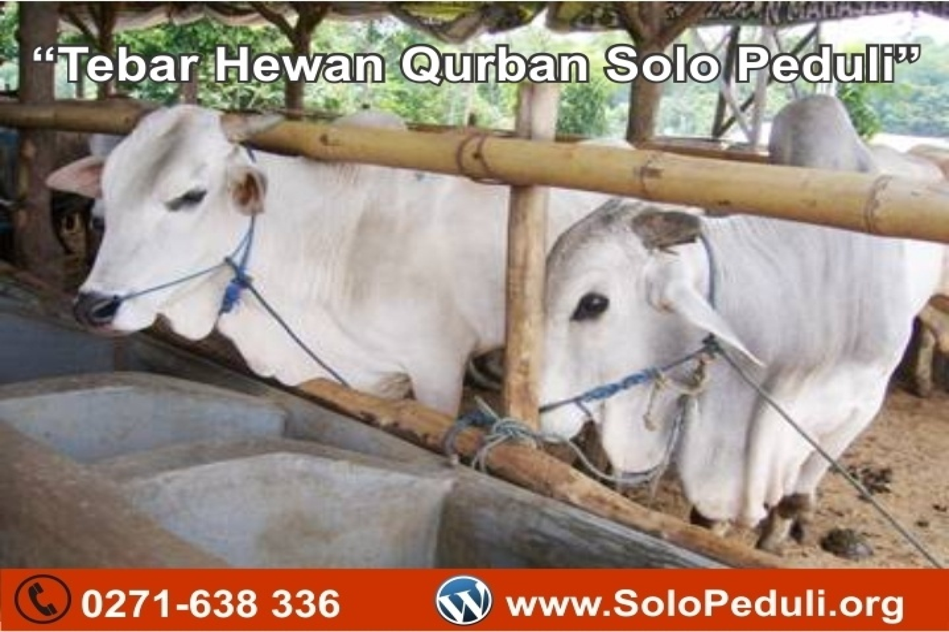 Harga Sapi Qurban Solo